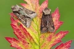 Allophyes oxyacanthae - Green-brindled Crescent, Austerfield.