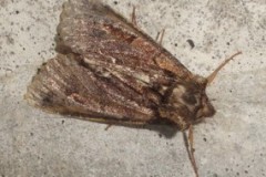 Allophyes oxyacanthae - Green-brindled Crescent, Cusworth Lane, Doncaster