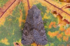 Aporophyla lutulenta - Deep-brown Dart, Austerfield.