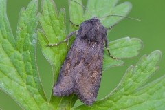 Aporophyla lutulenta - Deep-brown Dart, Austerfield.