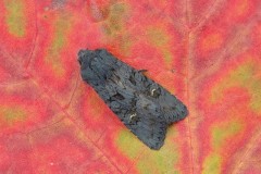 Aporophyla nigra - Black Rustic, Austerfield.