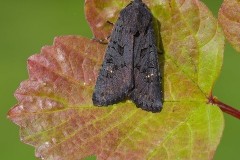 Aporophyla nigra - Black Rustic, Austerfield.