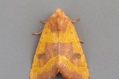 Atethmia centrago - Centre-barred Sallow, Austerfield.