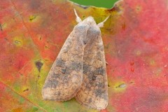 Cirrhia gilvago - Dusky-lemonSallow, Austerfield.