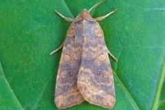 Cirrhia gilvago - Dusky-lemonSallow, Austerfield.