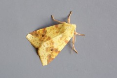 Cirrhia icteritia - The Sallow, Austerfield.