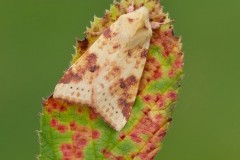 Cirrhia icteritia - The Sallow, Austerfield.