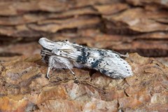 Cucullia absinthii - The Wormwood, Austerfield.