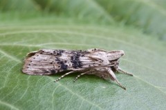 Cucullia absinthii - The Wormwood, Austerfield.