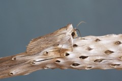 Cucullia chamomillae - Chamomile Shark, Austerfield.