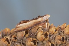 Cucullia verbasci - The Mullein, Austerfield.