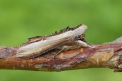 Cucullia verbasci - The Mullein, Austerfield.