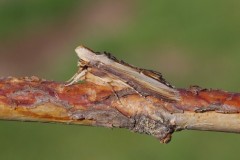 Cucullia verbasci - The Mullein, Austerfield.