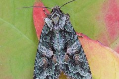 Dryobotodes eremita - Brindled Green, Austerfield.