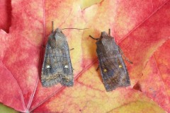 Eupsilia transversa - The Satellite, Austerfield.