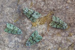 Griposia aprilina - Merveille du Jour, Austerfield.