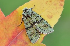 Griposia aprilina - Merveille du Jour, Austerfield.