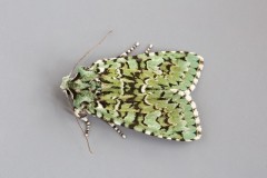 Griposia aprilina - Merveille du Jour, Austerfield.