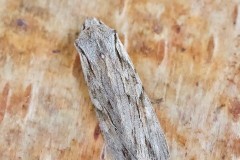 Lithophane leautieri - Blair’s Shoulder-knot, Austerfield.