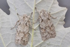 Lithophane ornitopus - Grey Shoulder-knot, Austerfield.