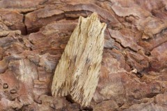 Lithophane socia - Pale Pinion, Austerfield.