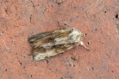 Lithophane socia - Pale Pinion, Austerfield.