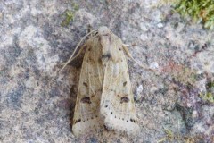 Omphaloscelis lunosa - Lunar Underwing, Austerfield.