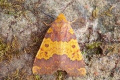 Tiliacea aurago - Barred Sallow, Austerfield.