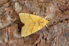 Tiliacea citrago - Orange Sallow, Austerfield.