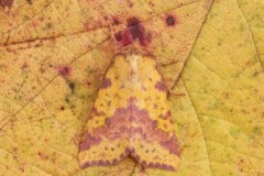 Xanthia togata - Pink-barred Sallow, Austerfield.