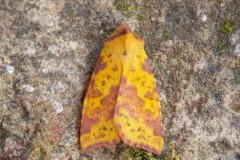 Xanthia togata - Pink-barred Sallow, Austerfield.