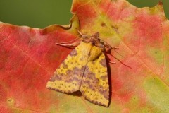 Xanthia togata - Pink-barred Sallow, Austerfield.