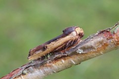 Xylena vetusta - Red Sword-grass, Austerfield.