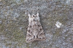 Xylocampa areola - Early Grey, Austerfield.