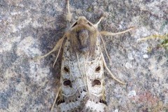 Omphaloscelis lunosa - Lunar Underwing, Austerfield.