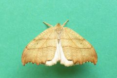 Falcaria lacertinaria - Scalloped Hook-tip -  Kirk Smeaton