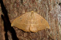 Watsonalia binaria - Oak Hook-tip - Ash Hill Farm