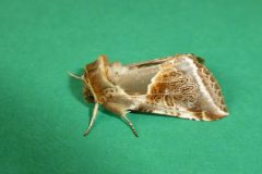 Habrosyne pyritoides - Buff Arches - Kirk Smeaton