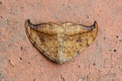 Drepana falcataria - Pebble Hook-tip, Woodside Nurseries, Austerfield.