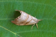 Falcaria lacertinaria - Scalloped Hook-tip, Woodside Nurseries, Austerfield.