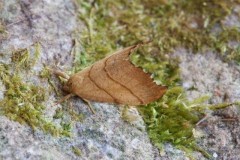 Falcaria lacertinaria - Scalloped Hook-tip, Woodside Nurseries, Austerfield.