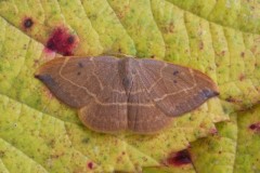 Watsonalla binaria - Oak Hook-tip, Woodside Nurseries, Austerfield.