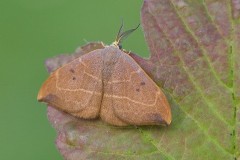 Watsonalla binaria - Oak Hook-tip, Woodside Nurseries, Austerfield.