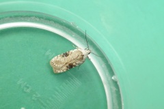 Agonopterix alstromeriana - Kirk Smeaton