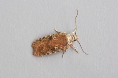 Agonopterix purpurea, Woodside Nurseries, Austerfield.