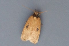 Agonopterix - subpropinquella f.rhodochrella, Woodside Nurseries, Austerfield.