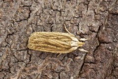 Agonopterix umbellana, Woodside Nurseries, Austerfield.