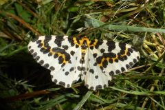 Abraxas grossulariata - Magpie Moth - Ash Hill Farm