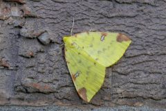 Opisthograptis luteolata - Brimstone Moth, Kirk Smeaton