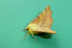 Ennomos ainiaria - Canary-shouldered Thorn - Kirk Smeaton